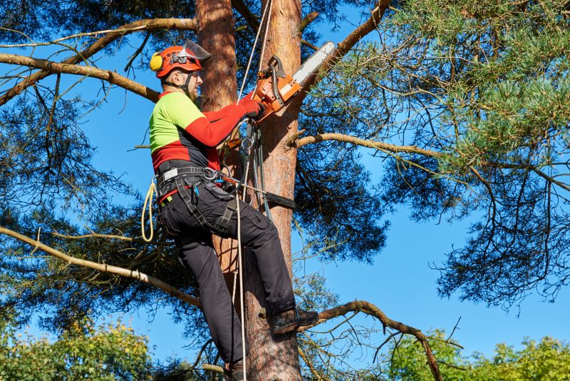 Arborist Pruning detail