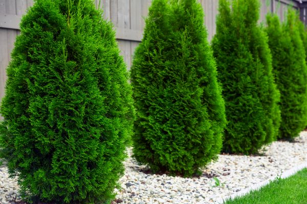 Arborvitae Planting in Burnsville