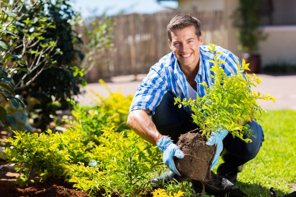 Bush Planting Service in Burnsville
