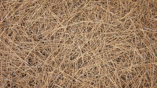 Pine Needles Delivery in Burnsville
