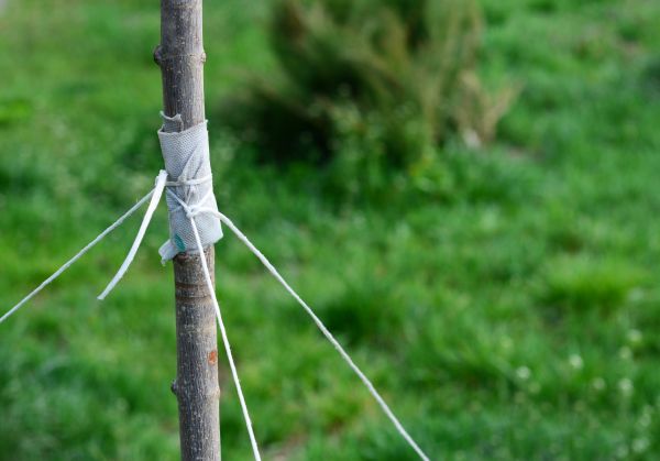 Tree Staking Service in Burnsville