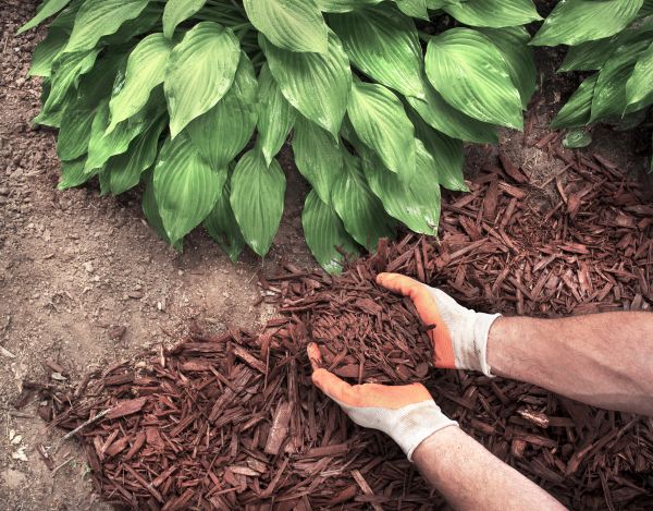 Shredded Mulch Service in Burnsville