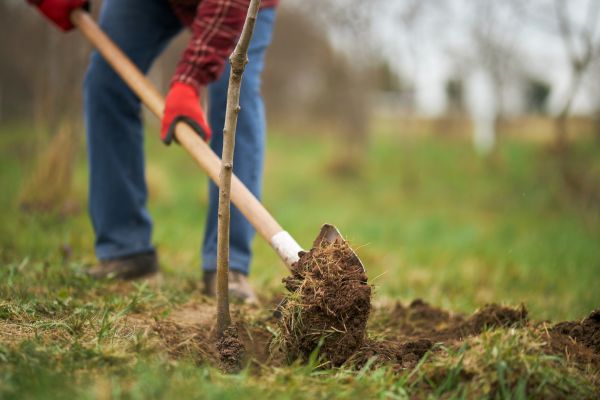 Tree Replacement in Burnsville