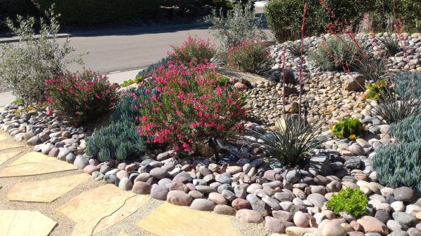 Xeriscape Landscaping in Burnsville