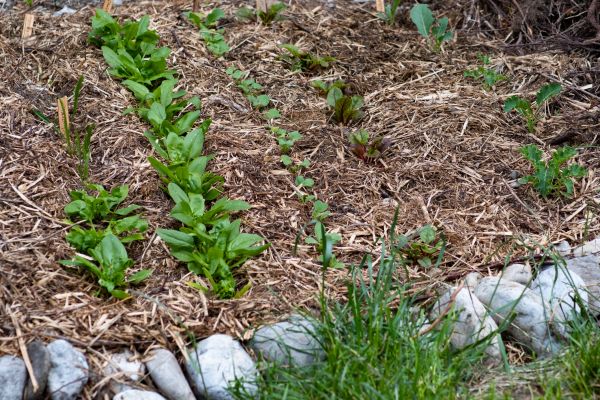 Mulch Service in Burnsville