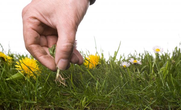 Lawn Weeding in Burnsville
