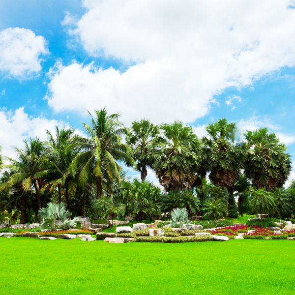 Tropical Landscaping in Burnsville