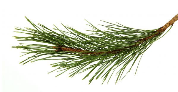 Pine Needles Installation in Burnsville