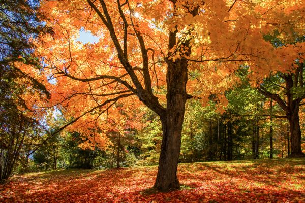 Maple Tree Planting in Burnsville
