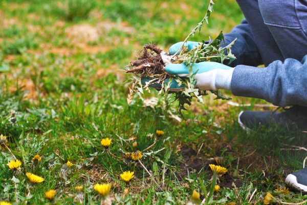 Flower Bed Clearing in Burnsville