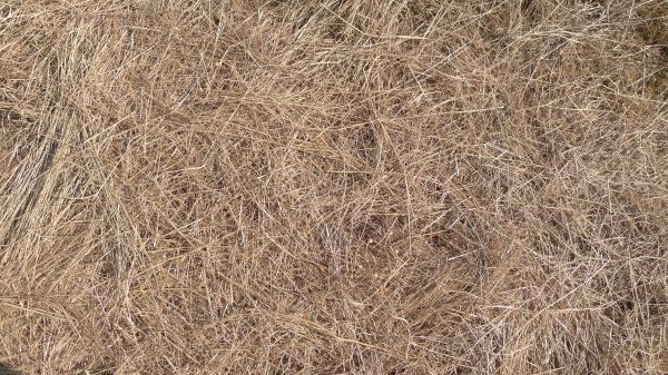 Pine Straw Replacement in Burnsville