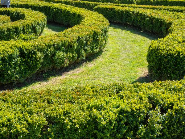 Bush Landscaping in Burnsville