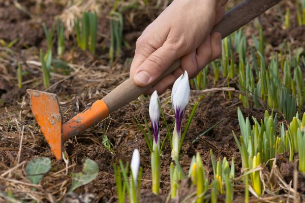 Flower Garden Weeding in Burnsville