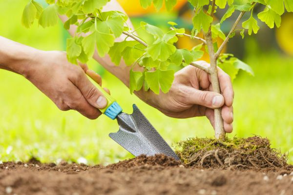 Fruit Tree Planting in Burnsville