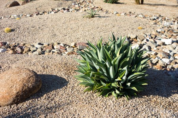 Xeriscaping Service in Burnsville