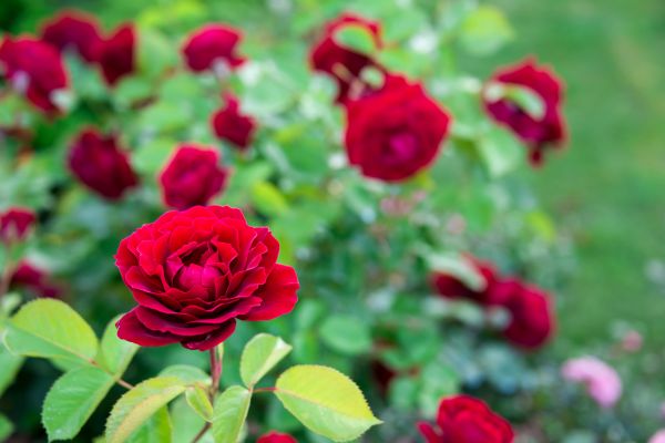 Rose Planting in Burnsville
