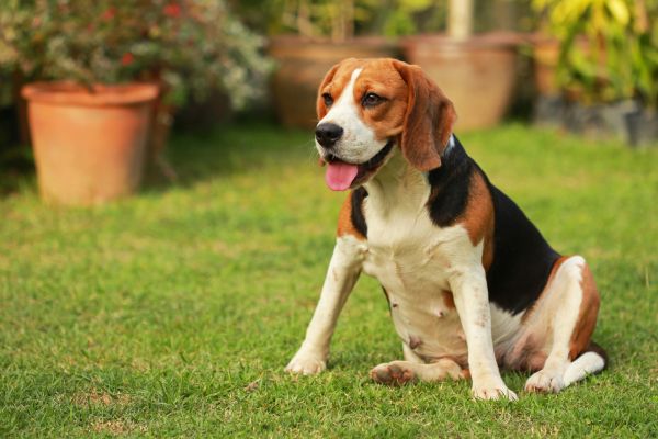 Dog Friendly Landscaping in Burnsville