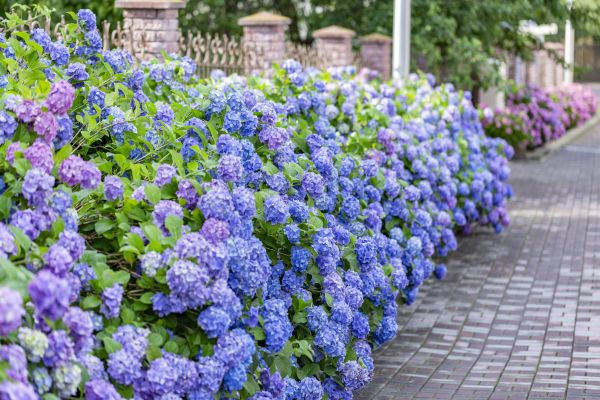 Hydrangea Landscaping in Burnsville