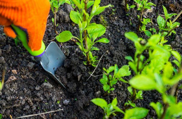 Hydrangea Planting in Burnsville