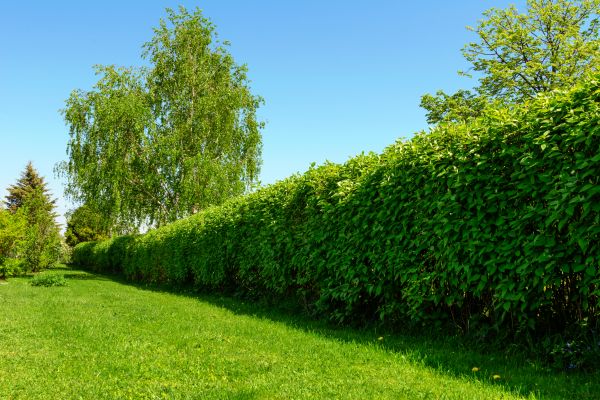 Hedge Replacement in Burnsville