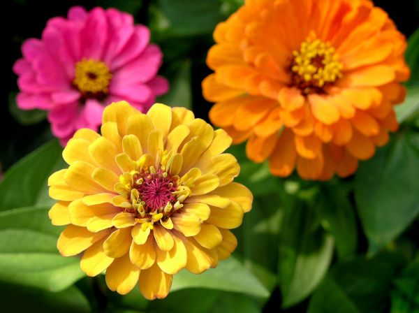 Zinnia Planting in Burnsville