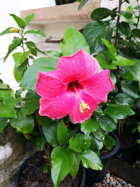 Hibiscus Planting in Burnsville