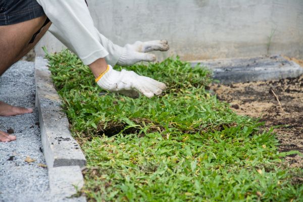 Ground Cover Planting in Burnsville