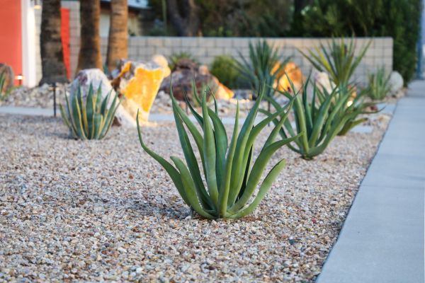 Drought Resistant Landscaping in Burnsville