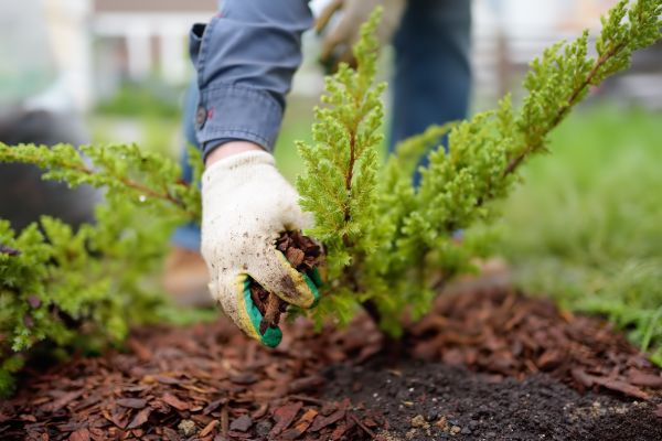 Church Mulching in Burnsville