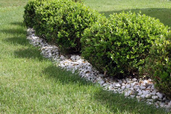 Boxwood Planting in Burnsville